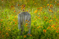 JLK_YellowFlowers_8829.jpg