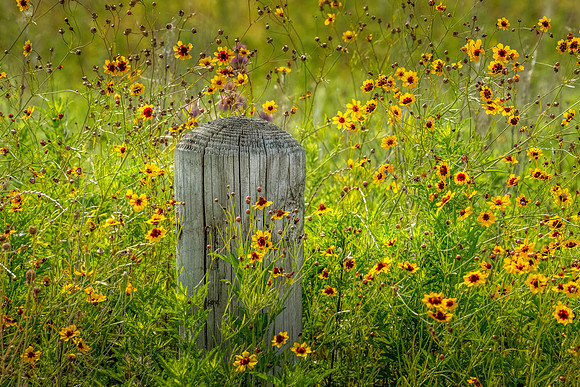 JLK_YellowFlowers_8829.jpg