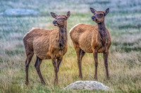 JLK_Elk_Cows_8393.jpg