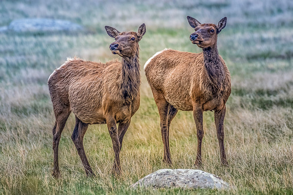 JLK_Elk_Cows_8393.jpg