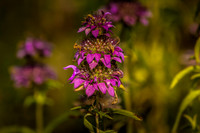 JLK_Flower_8881.jpg
