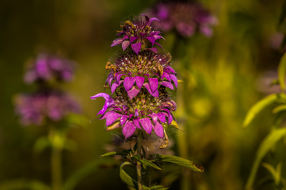 JLK_Flower_8881.jpg