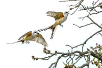 JK9_1199.Scissor-Tailed_Flycatchers.jpg