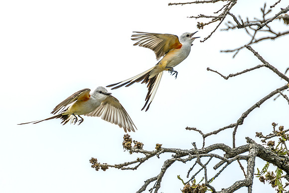 JK9_1199.Scissor-Tailed_Flycatchers.jpg
