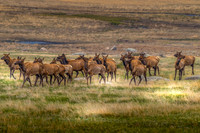 JLK_Elk_Herd_8386.jpg