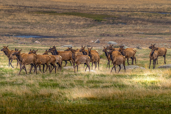 JLK_Elk_Herd_8386.jpg
