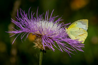 JLK_Butterfly_Clouded_Sulphur_8887.jpg