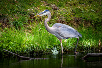 Nature Photos