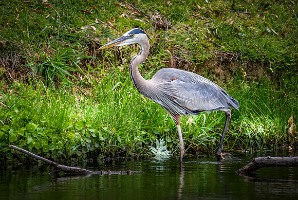 Great Blue Heron